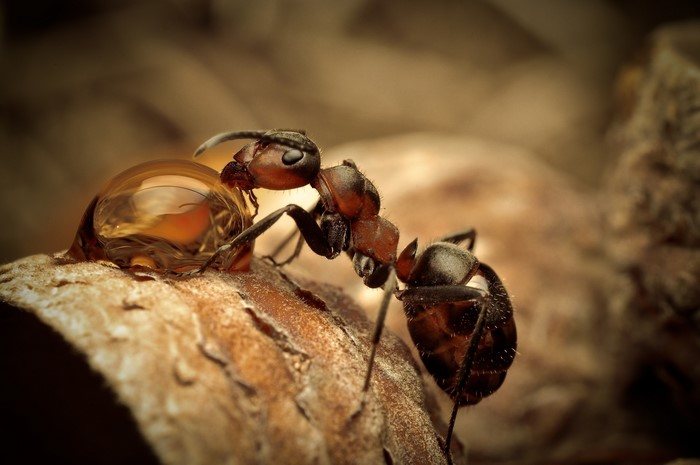 Close-up of an ant drinking water droplet