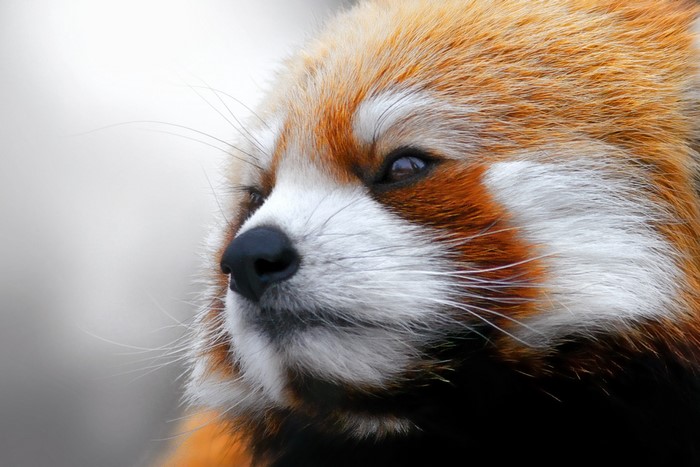 Close-up of a Red Panda's face