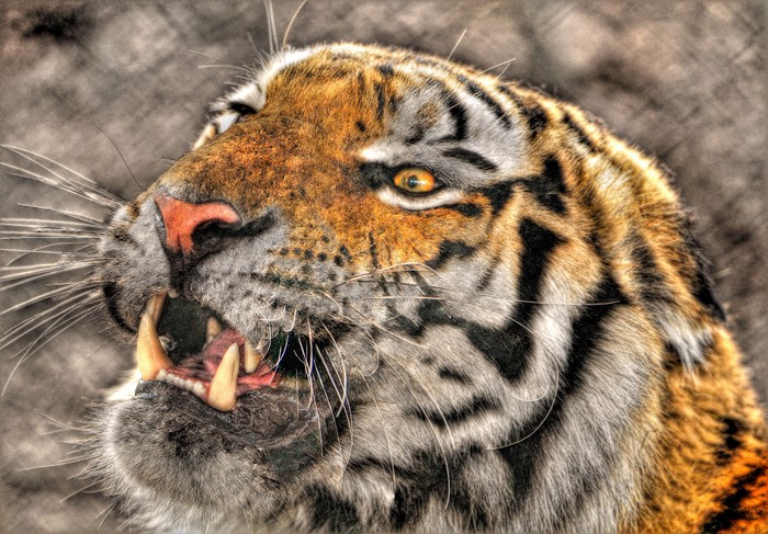 Tiger showing its teeth