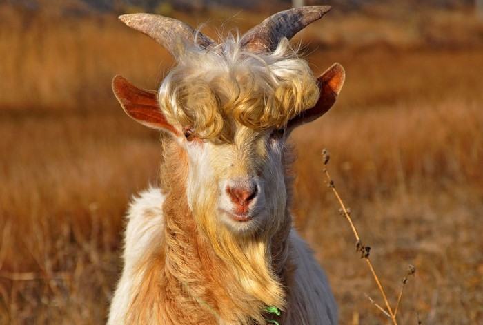 Goat with curly bangs and horns