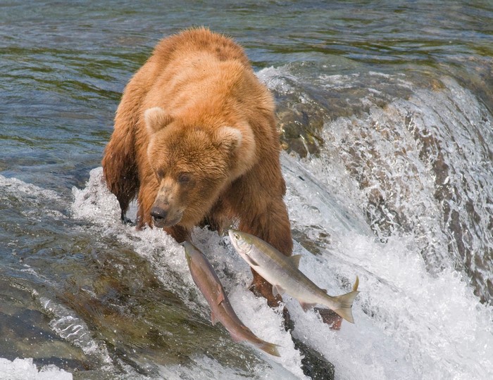 Brown bear catching salmon in a river