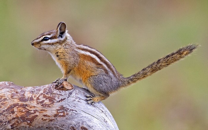 Chipmunk on a log