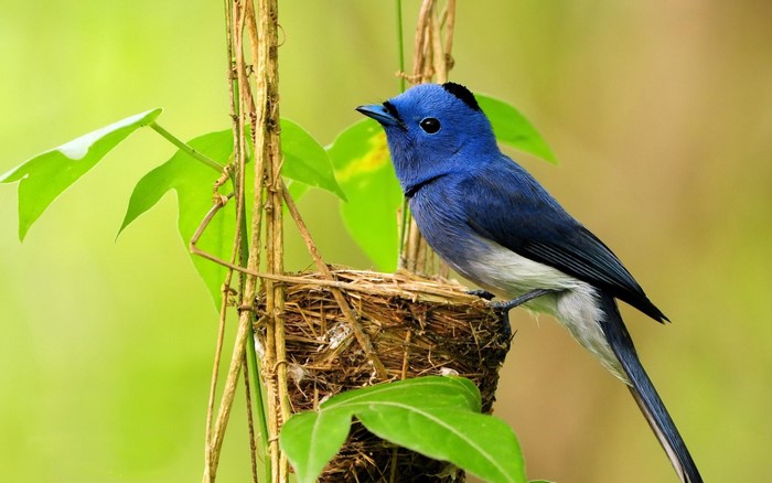Black-naped monarch bird on a nest