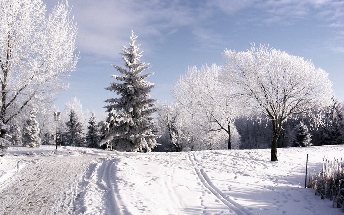 Winter landscape with snow-covered trees and ski tracks