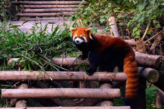 Red panda on a wooden structure with bamboo