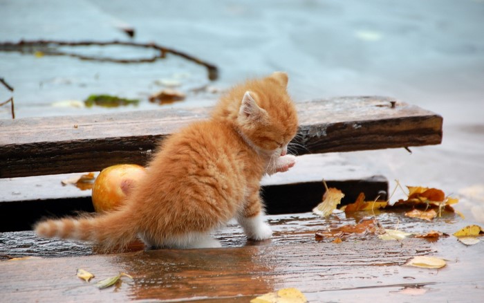 Orange kitten on a wooden dock with an apple