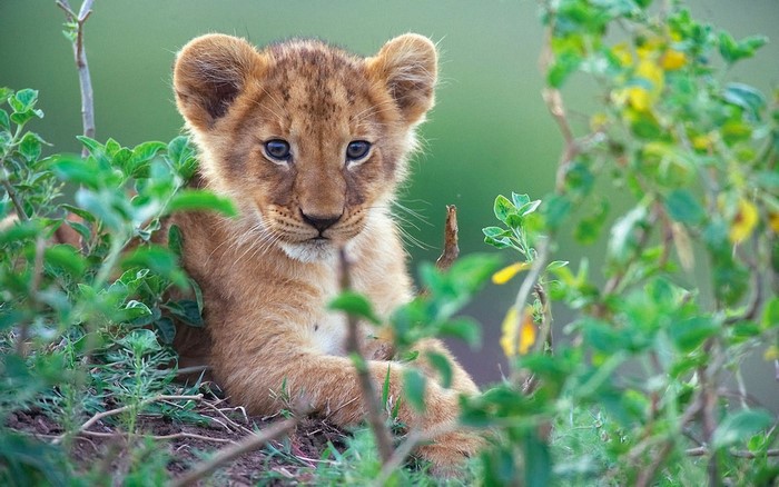 Lion cub peeking through green foliage