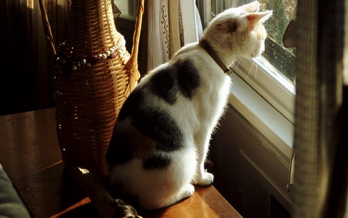 Calico cat sitting by the window