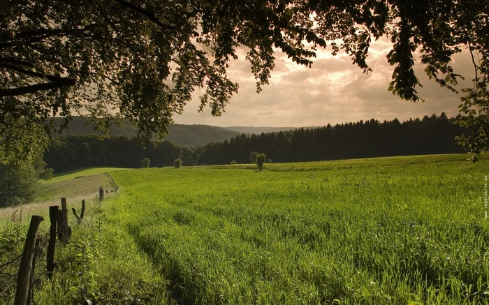 Man walking on a path through a green field