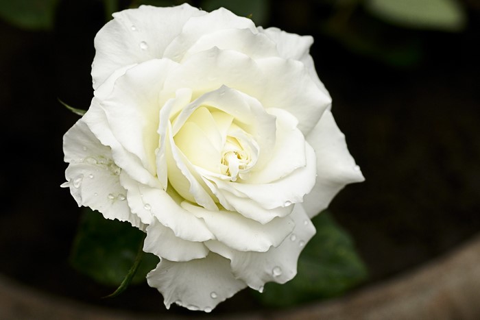 White rose with water droplets