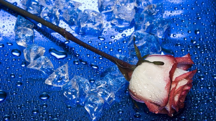 Rose with ice on blue background