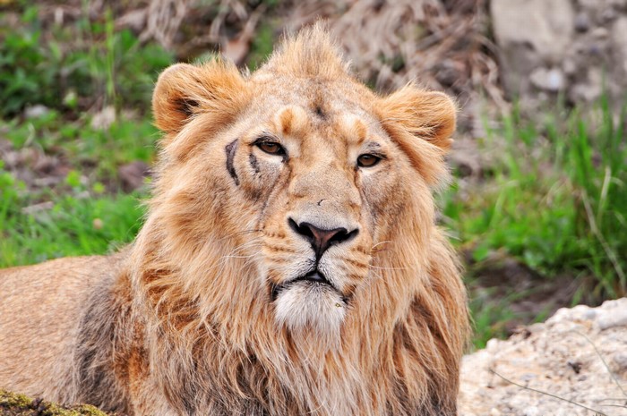 Close-up of a lion's face