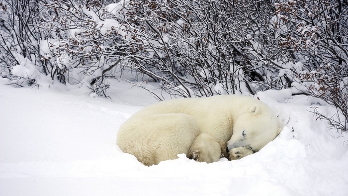 Polar bear sleeping in the snow