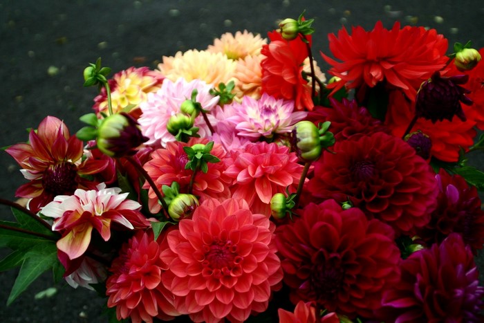 Bouquet of Dahlias in Various Colors
