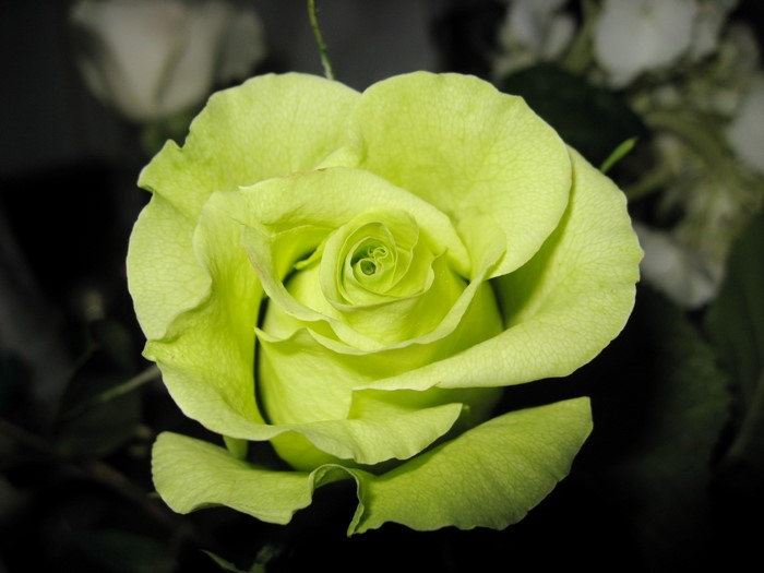 Close-up of a lime green rose