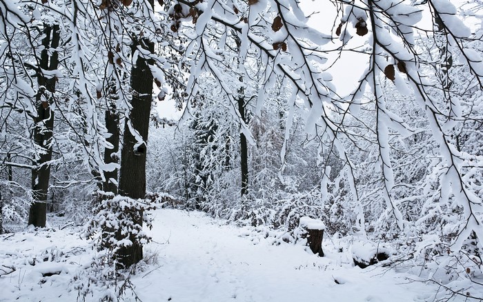 Snowy forest path with trees covered in snow