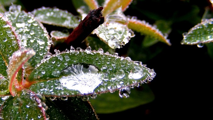 Dewdrops on green leaves with a dark background