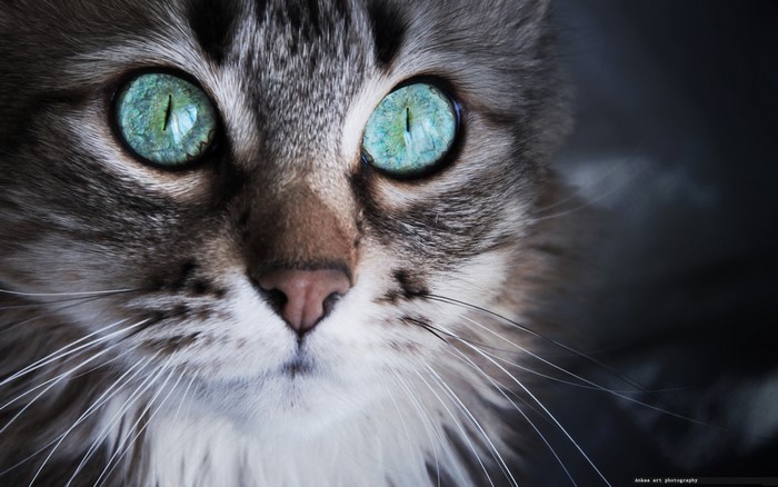 Close-up of a cat's face with striking green eyes