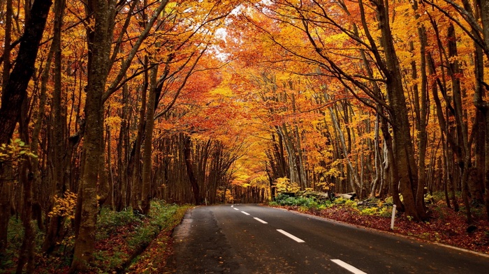 Road through an autumn forest with colorful trees