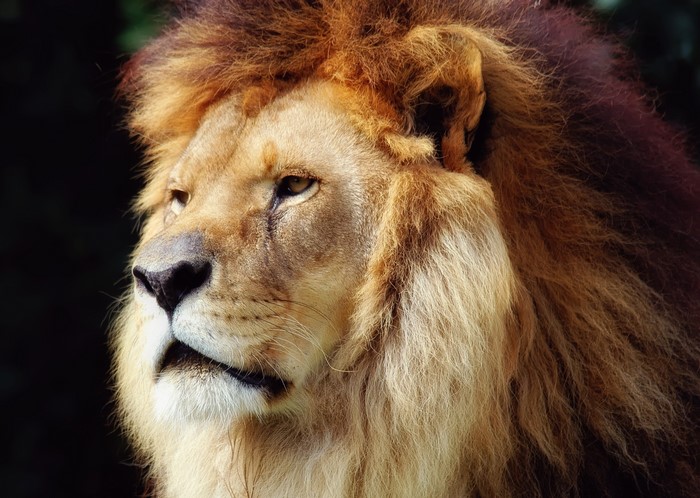 Close-up of a male lion's head