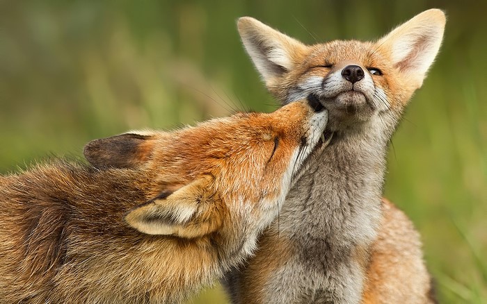 Two foxes interacting in a grassy field