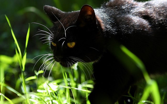 Black cat with yellow eyes in green grass