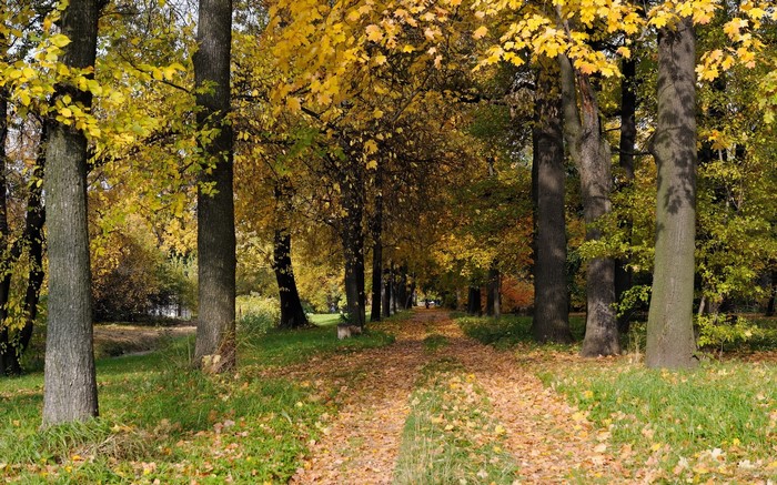 Autumn path in a park with fallen leaves