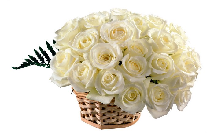 Basket of white roses with fern