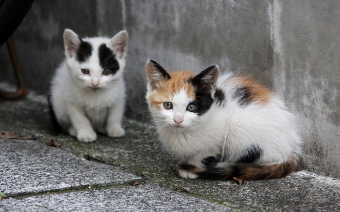 Two kittens sitting on a concrete surface