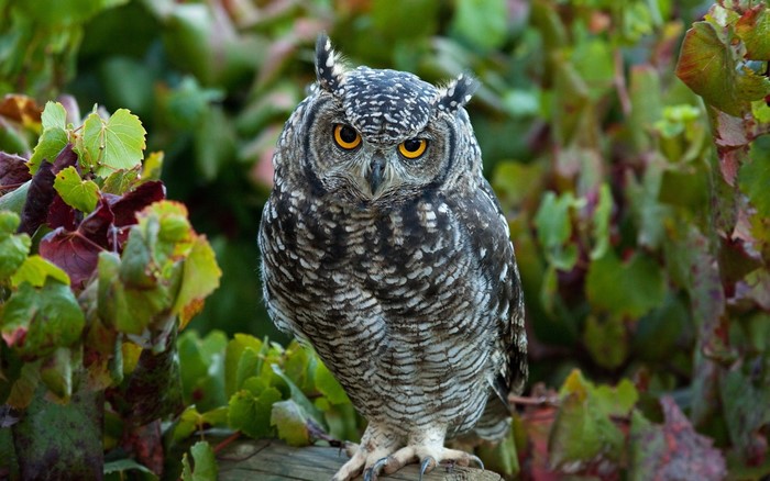 Spotted Eagle-Owl perched on a branch