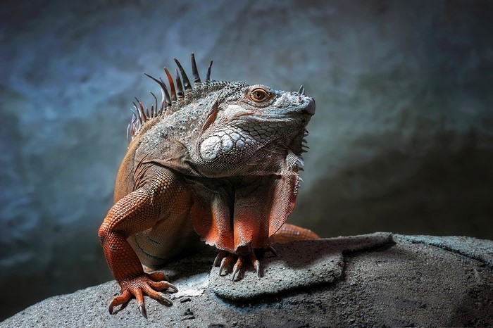 Red Iguana perched on a rock