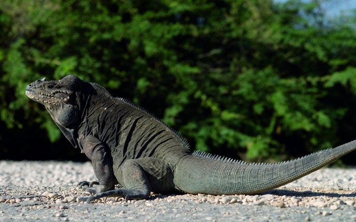 A large iguana sits on a gravelly surface