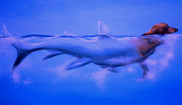 Dog swimming in a shark body