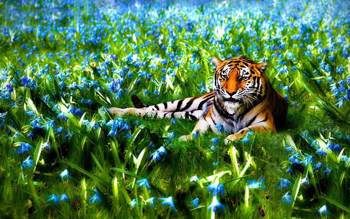 Tiger lying in a field of blue flowers