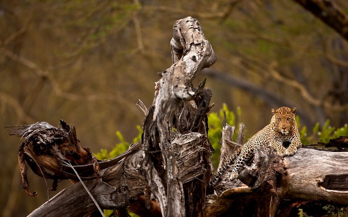 Leopard resting on a fallen tree