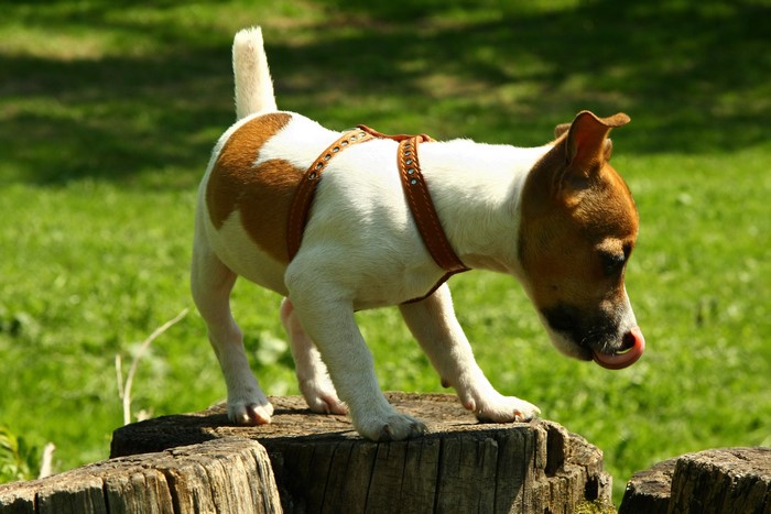 Jack Russell terrier on tree stumps