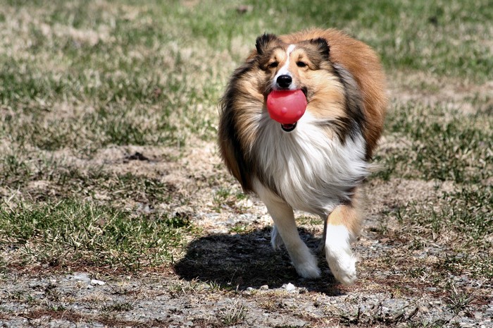 Shetland Sheepdog running with a red ball
