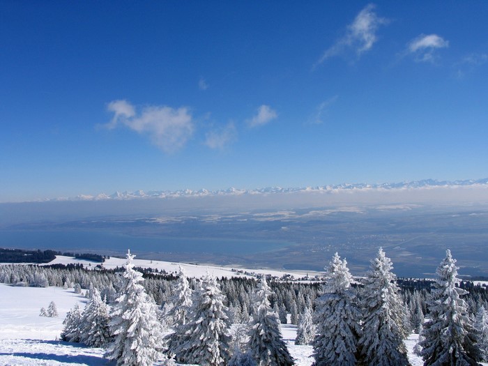 Snowy fir trees overlooking a lake and mountains under a blue sky