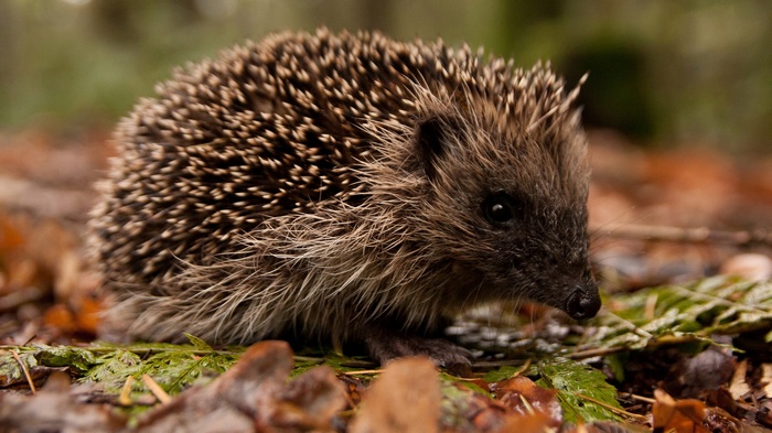 Hedgehog on a forest floor with leaves