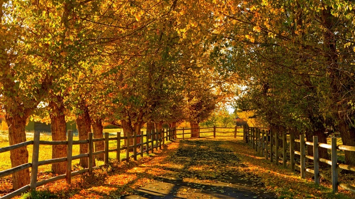Autumn trees line a path with a wooden fence