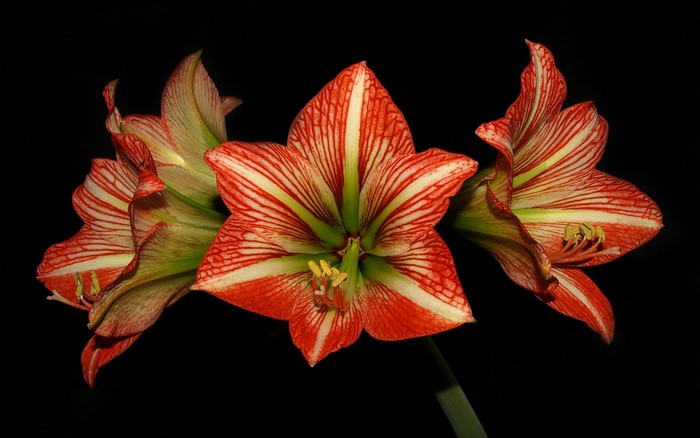 Red and white striped Amaryllis flowers