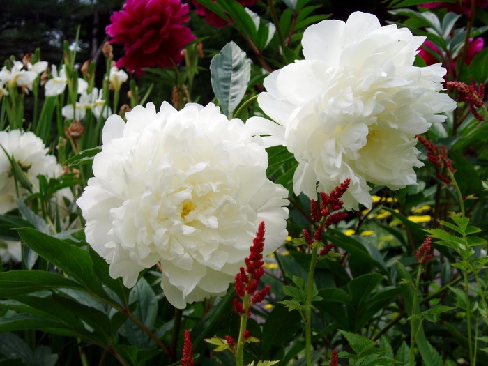 White Peonies and Red Astilbe in a Garden