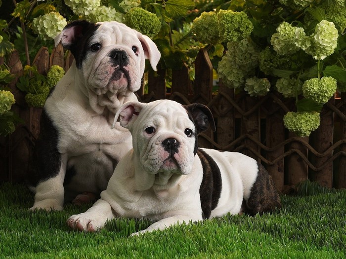Two English Bulldog puppies sitting on grass