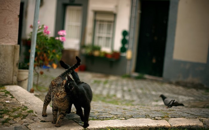 Two cats and a pigeon on a cobblestone street