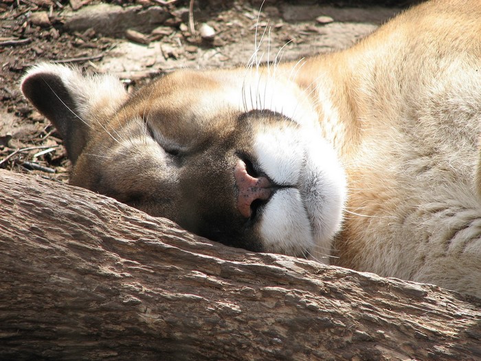 Puma sleeping on a log