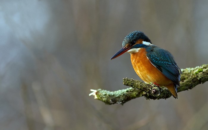 A kingfisher bird perched on a mossy branch