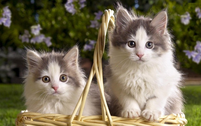 Two fluffy kittens in a basket