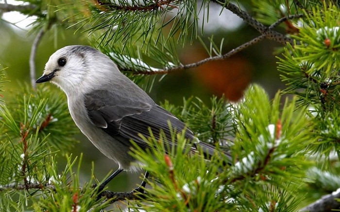 Gray Jay perched on pine branches