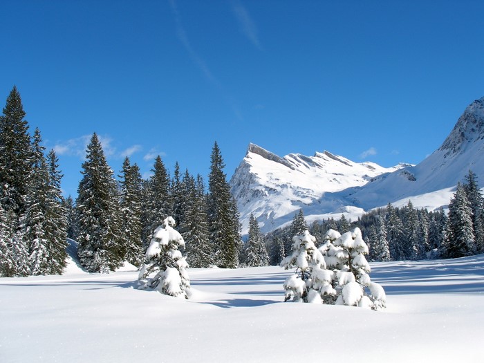 Snowy mountain landscape with pine trees under a blue sky