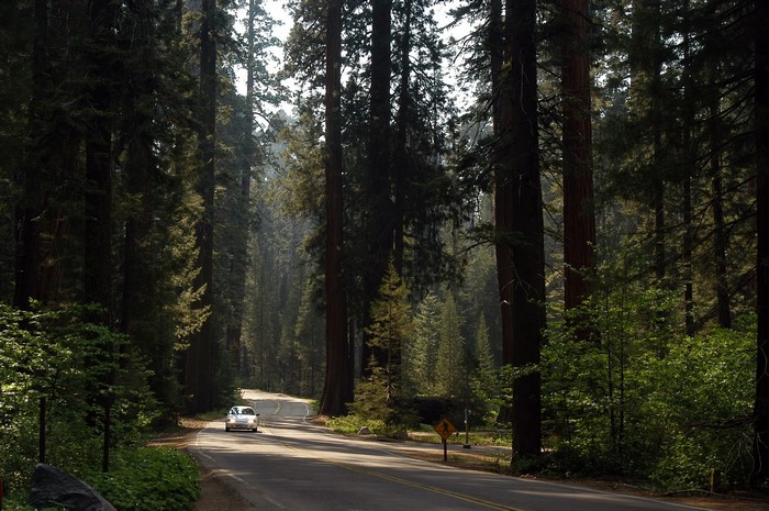 Car driving on a road through a forest